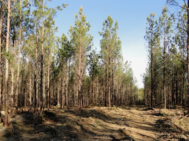 Timber Buyers in the South Eastern United States