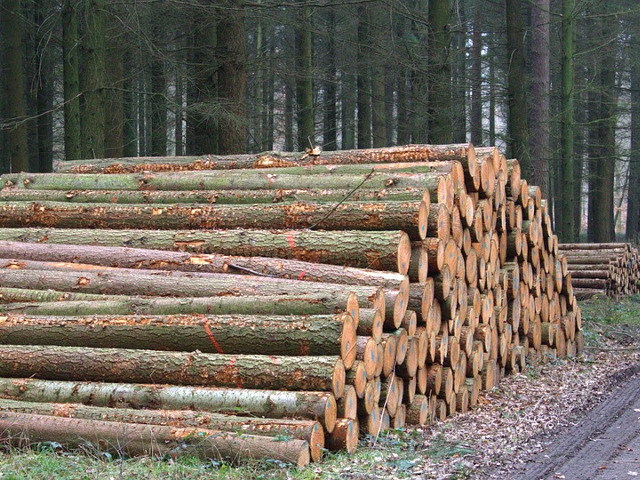 Timber Buyers in the South Eastern United States